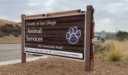 Atienden a animales rescatados de propiedad en Julian