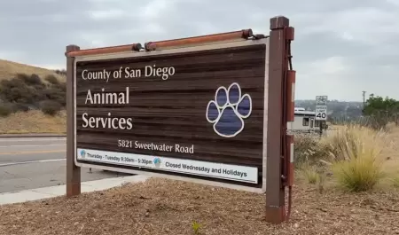 Atienden a animales rescatados de propiedad en Julian