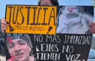 Por dar con responsable de agresi�n a gatitos en Tijuana; no habr� impunidad dice Fiscal de Baja California