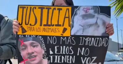 Por dar con responsable de agresi�n a gatitos en Tijuana