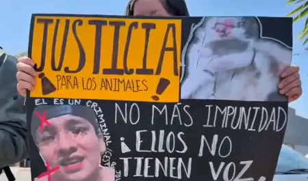 Por dar con responsable de agresi�n a gatitos en Tijuana