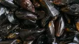 Alertan por riesgo de intoxicaci�n al consumir mariscos recolectados de forma re