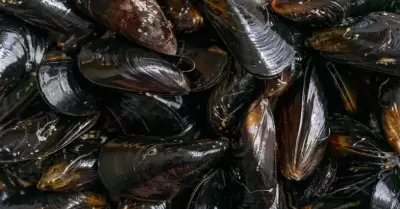 Alertan por riesgo de intoxicaci�n al consumir mariscos recolectados de forma re