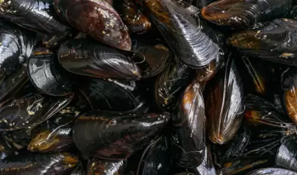 Alertan por riesgo de intoxicaci�n al consumir mariscos recolectados de forma re