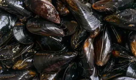 Alertan por riesgo de intoxicaci�n al consumir mariscos recolectados de forma re