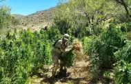 Ej�rcito Mexicano localiz� y destruy� 8 plant�os y 3 secaderos de mariguana en el municipio de Ensenada