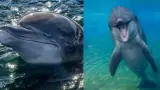 Dottie, delf�n de SeaWorld San Diego
