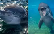 Muri� Dottie, delf�n de SeaWorld San Diego a los 39 a�os