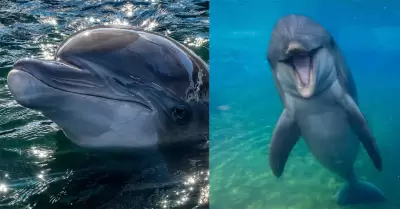 Dottie, delf�n de SeaWorld San Diego