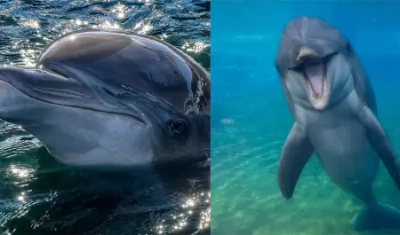 Dottie, delf�n de SeaWorld San Diego