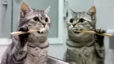 Gato