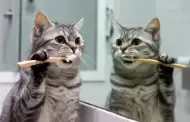 �A los gatos se les cepilla los dientes?