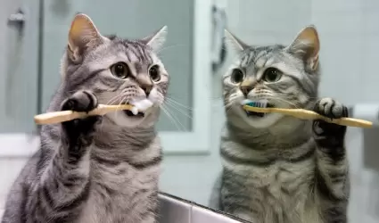 Gato