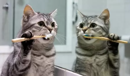 Gato