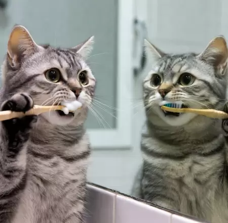 Gato
