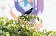 Exhorta Gobierno de Ensenada a tomar precauciones durante temporada de anidaci�n de zanates