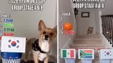 Or�culo de cuatro patas