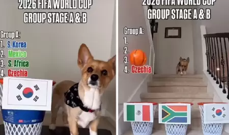 Or�culo de cuatro patas
