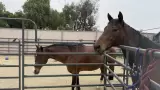 Fondo Spirit apoya atenci�n de caballos rescatados de propiedad en Julian