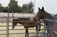 Fondo Spirit apoya atenci�n de caballos rescatados de propiedad en Julian