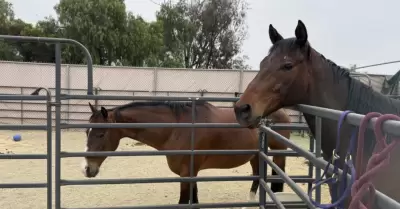Fondo Spirit apoya atenci�n de caballos rescatados de propiedad en Julian
