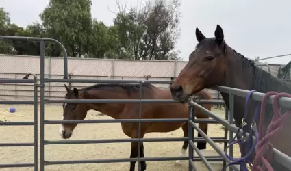 Fondo Spirit apoya atenci�n de caballos rescatados de propiedad en Julian