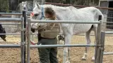 Presunto maltrato en propiedad de Rancho Santa Fe