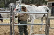 Rescatan decenas de animales por presunto maltrato en propiedad de Rancho Santa Fe