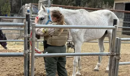 Presunto maltrato en propiedad de Rancho Santa Fe