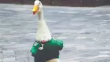 Pato Merl�n
