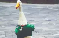 La presidenta quiere al pato Merl�n en la ma�anera tras su �xito en el Mundial