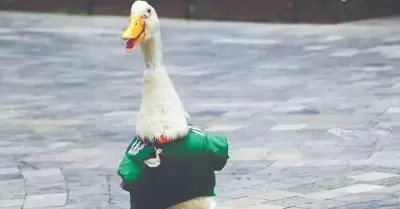 Pato Merl�n
