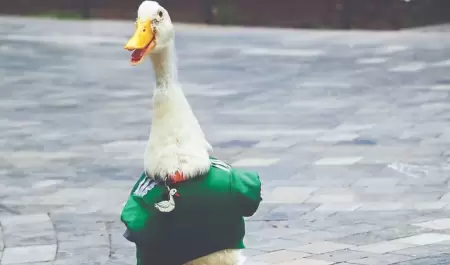Pato Merl�n