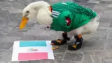 Pato Merl�n