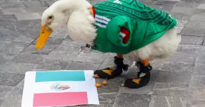 Pato Merl�n