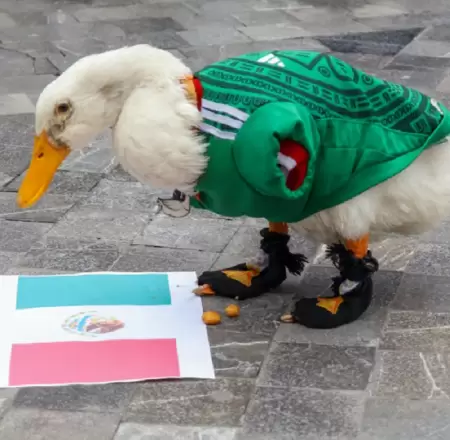 Pato Merl�n