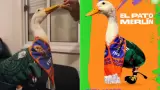 Pato Merl�n