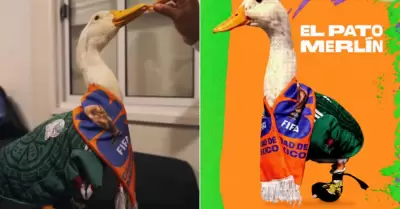 Pato Merl�n