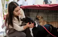 Llaman en Baja California a garantizar entorno digno y bienestar para perros y otras mascotas