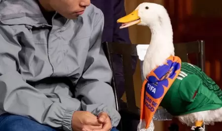 El pato Merlin fue invitado por la presidenta a la conferencia ma�anera