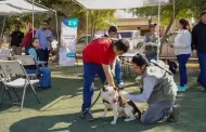 Convoca Gobierno de Ensenada a jornadas contra la rickettsia a partir de la siguiente semana