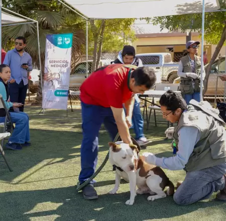 Jornadas contra la rickettsia a partir de la siguiente semana
