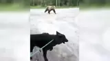 Mujer y su perro sobreviven a un tenso encuentro con un oso grizzly en Canad�
