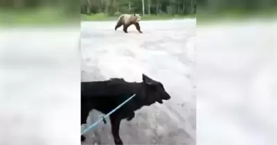 Mujer y su perro sobreviven a un tenso encuentro con un oso grizzly en Canad�