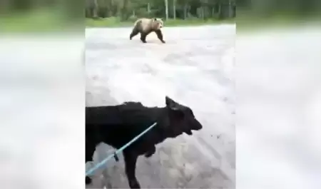 Mujer y su perro sobreviven a un tenso encuentro con un oso grizzly en Canad�