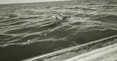 Cuerpos flotando en el mar