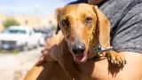 Perro