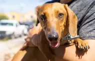 Baja California fortalece la prevenci�n de la rabia con m�s de 100 mil mascotas vacunadas