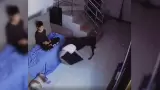 Doberman enternece en redes al llevarle una cama a un perrito que descansaba en