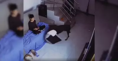Doberman enternece en redes al llevarle una cama a un perrito que descansaba en